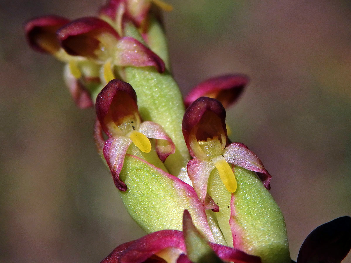 Disa bracteata Sw.