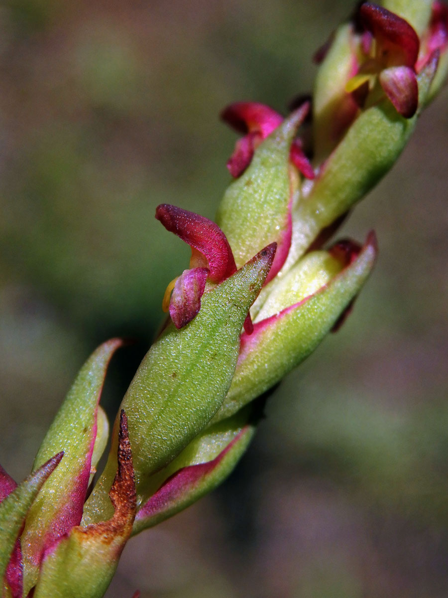 Disa bracteata Sw.