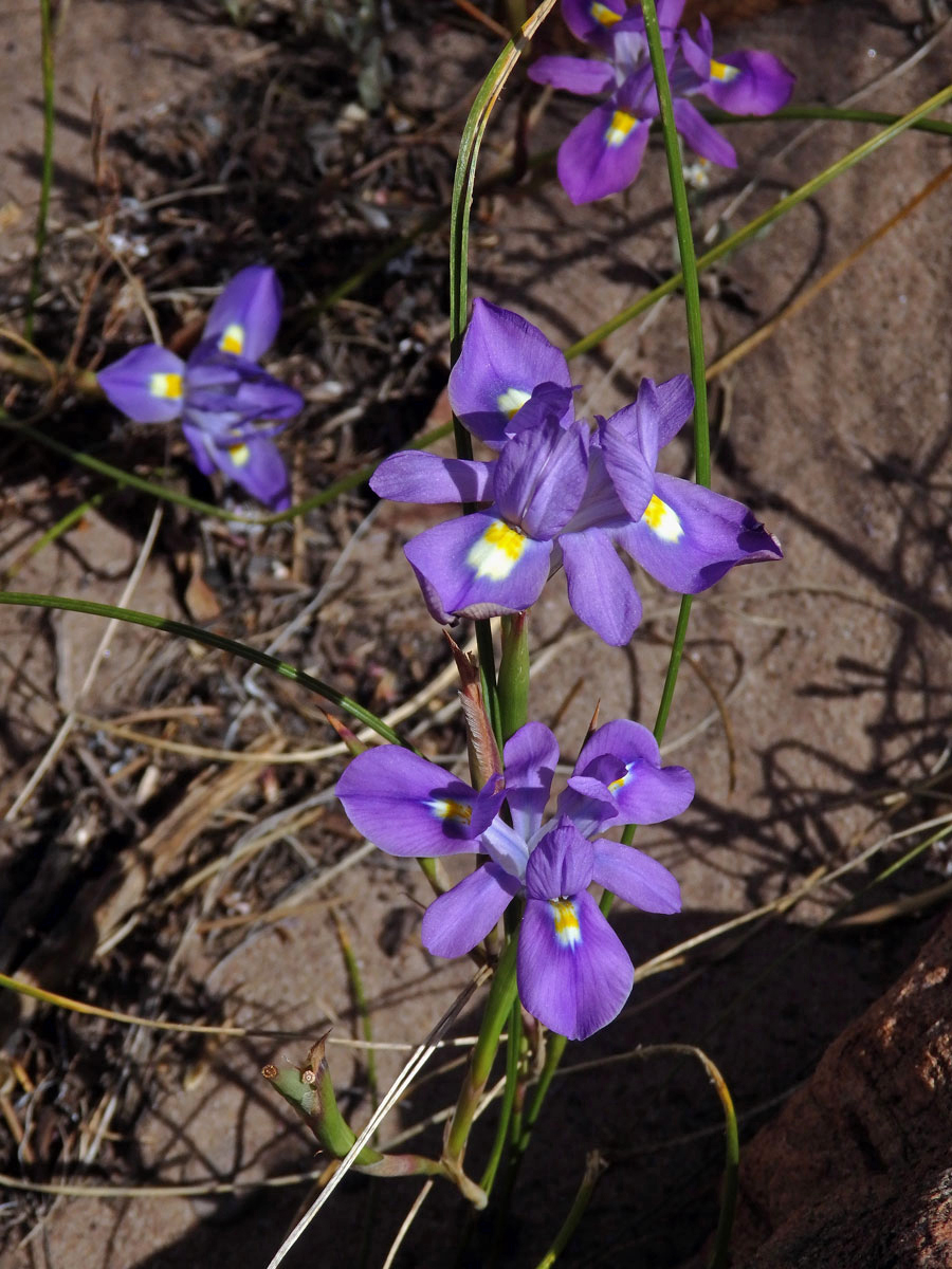 Protistojka (Moraea polystachia (Thunb.) Ker Gawl.)