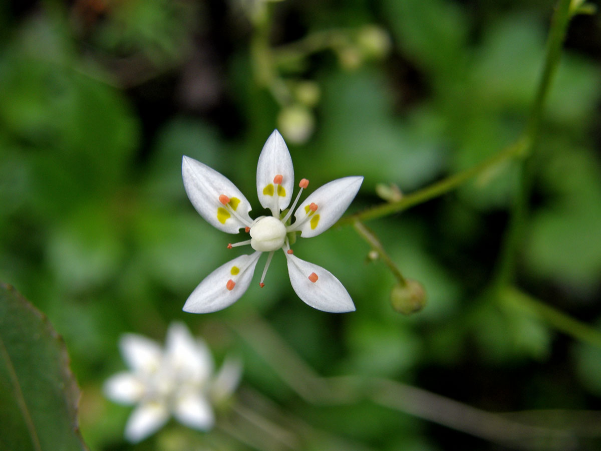 Lomikámen hvězdovitý (Saxifraga stellaris L.)