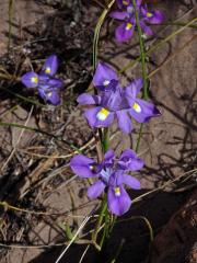 Protistojka (Moraea polystachia (Thunb.) Ker Gawl.)