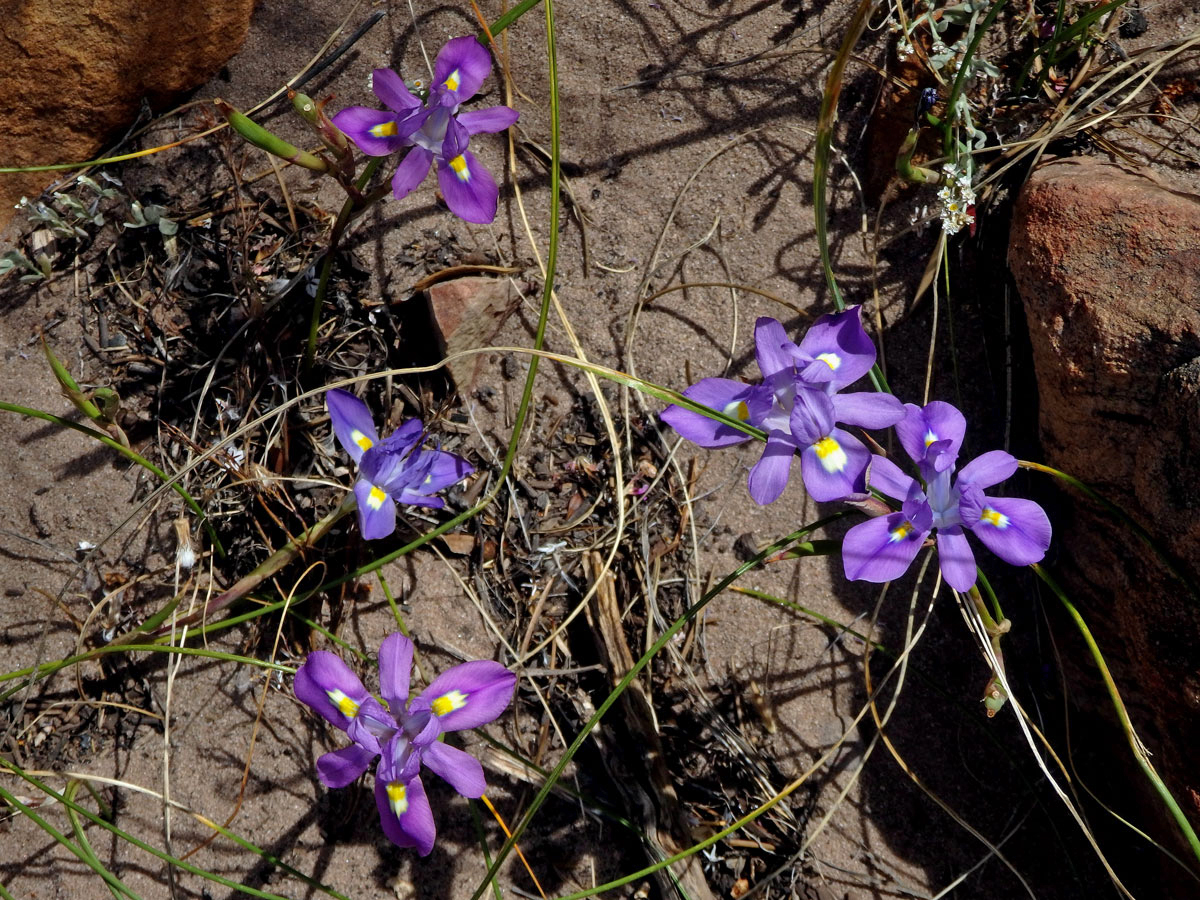 Protistojka (Moraea polystachia (Thunb.) Ker Gawl.)