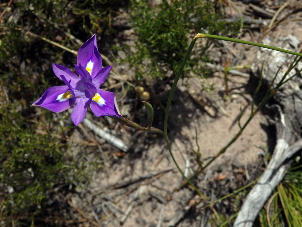 Protistojka (Moraea polystachia (Thunb.) Ker Gawl.)