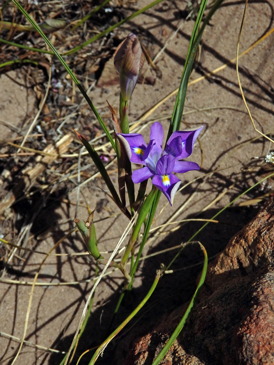 Protistojka (Moraea polystachia (Thunb.) Ker Gawl.)