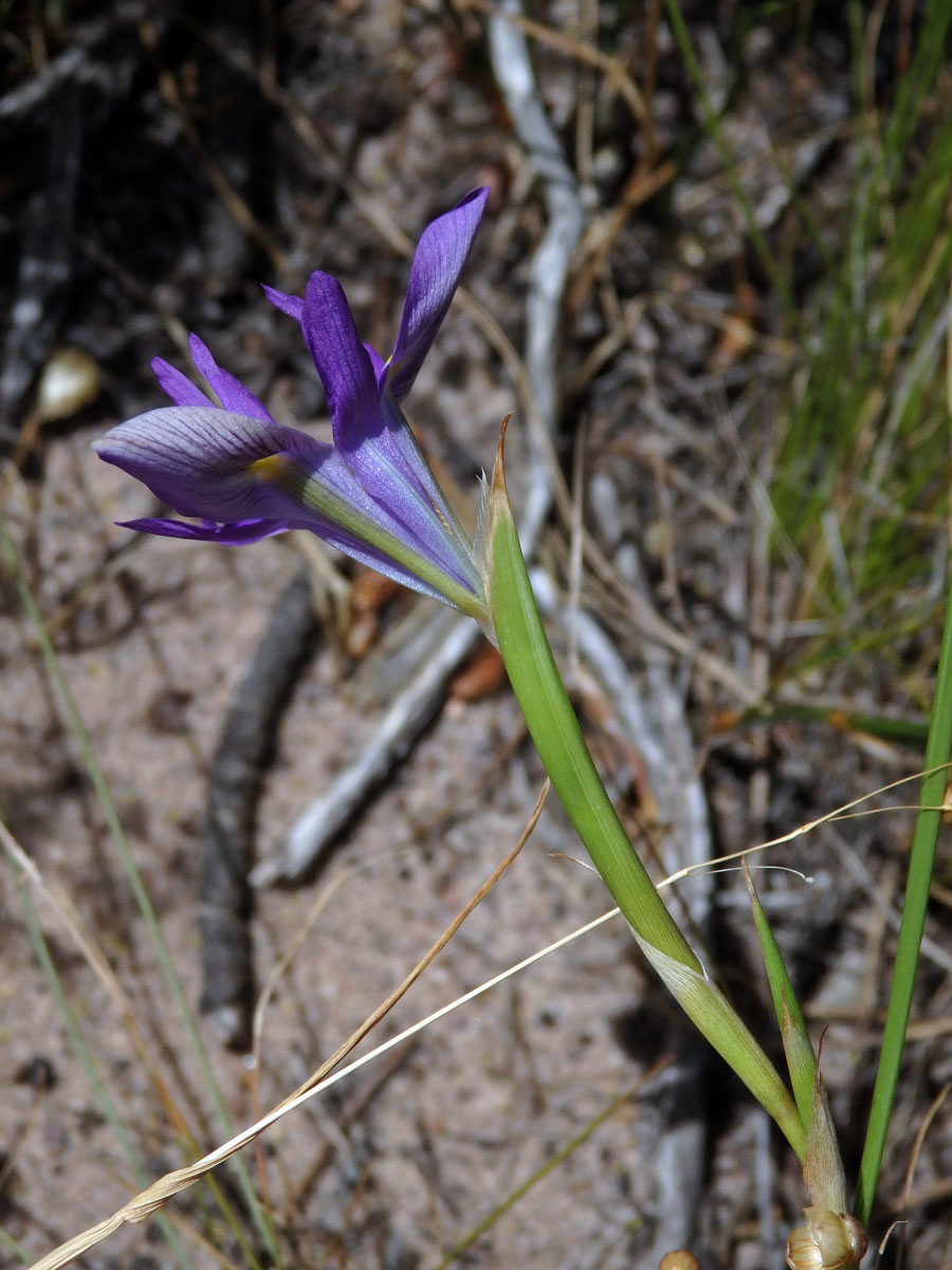 Protistojka (Moraea polystachia (Thunb.) Ker Gawl.)