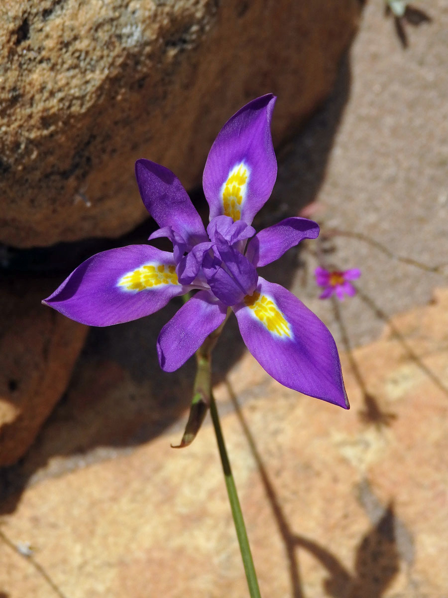 Protistojka (Moraea polystachia (Thunb.) Ker Gawl.)