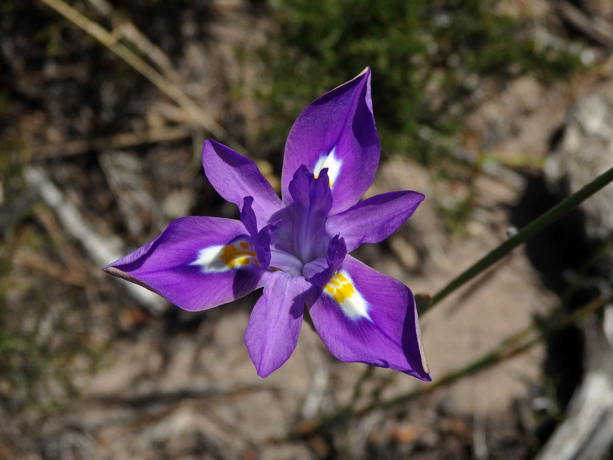 Protistojka (Moraea polystachia (Thunb.) Ker Gawl.)