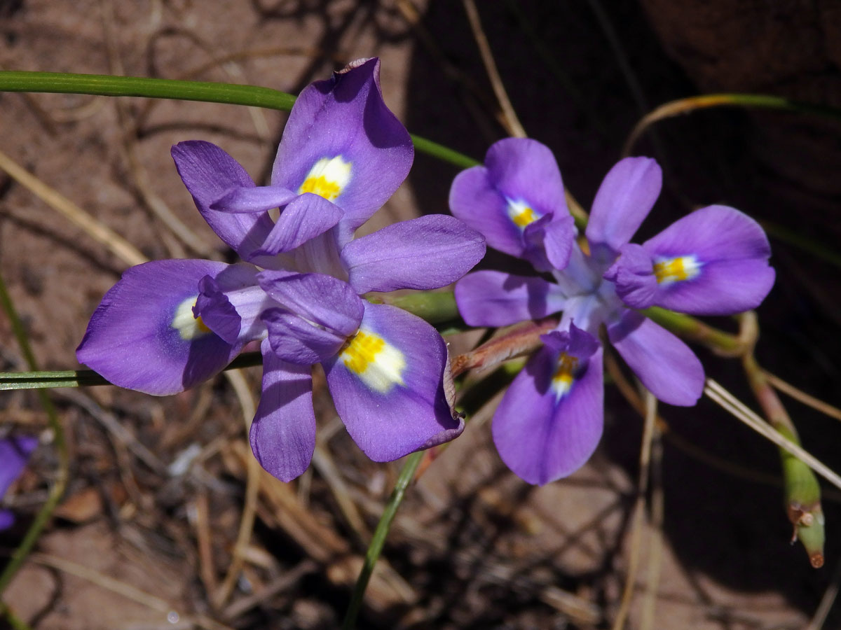 Protistojka (Moraea polystachia (Thunb.) Ker Gawl.)