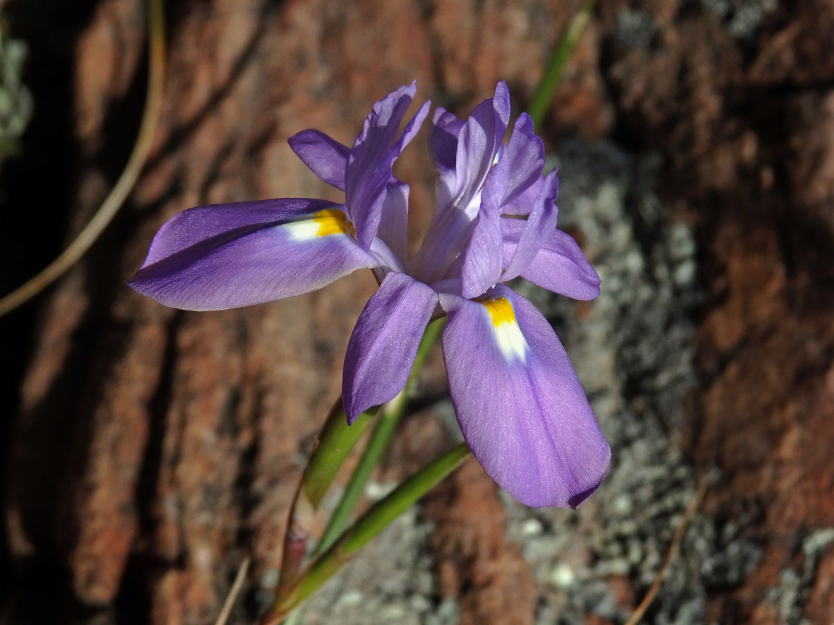 Protistojka (Moraea polystachia (Thunb.) Ker Gawl.)