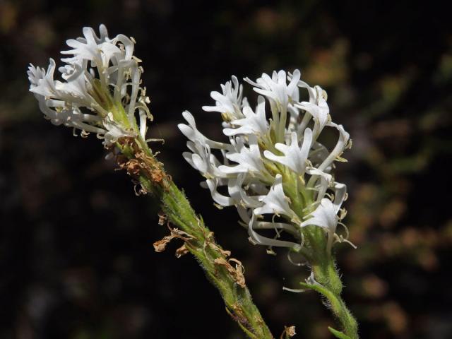 Dischisma ciliatum (P. J. Bergius) Choisy