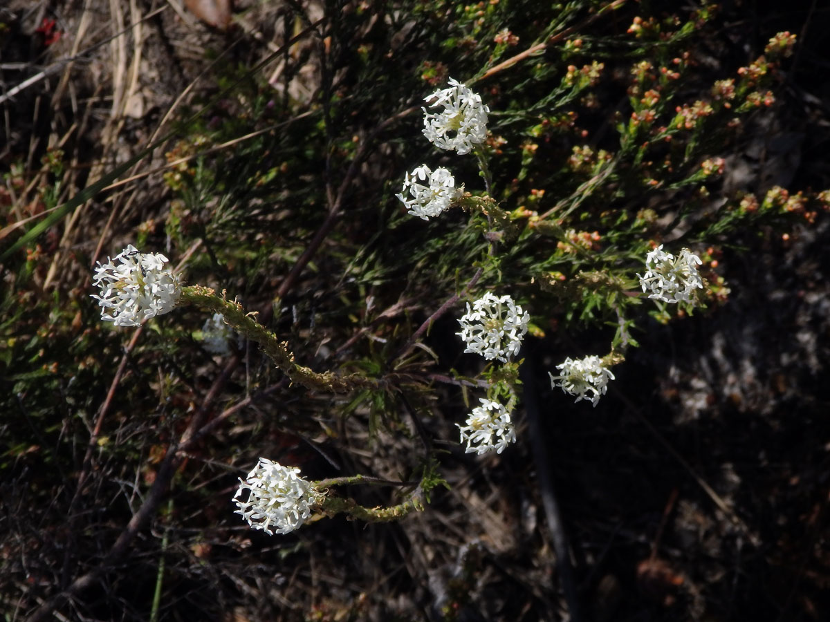 Dischisma ciliatum (P. J. Bergius) Choisy