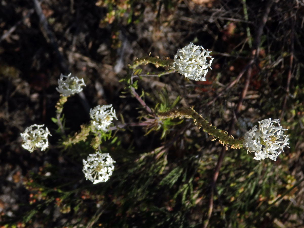 Dischisma ciliatum (P. J. Bergius) Choisy