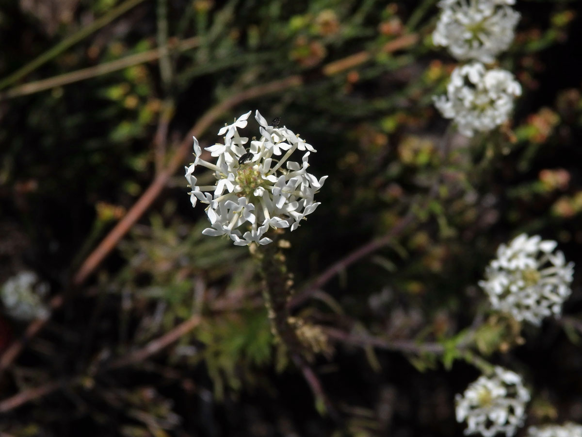 Dischisma ciliatum (P. J. Bergius) Choisy