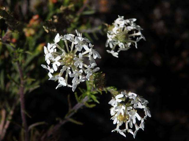 Dischisma ciliatum (P. J. Bergius) Choisy