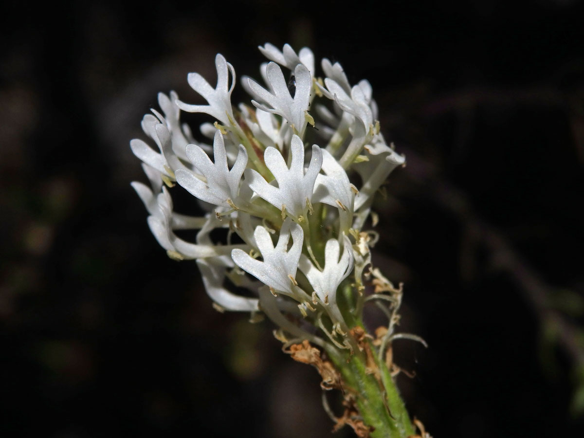 Dischisma ciliatum (P. J. Bergius) Choisy