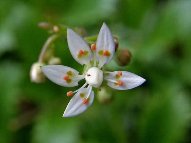 Lomikámen hvězdovitý (Saxifraga stellaris L.)