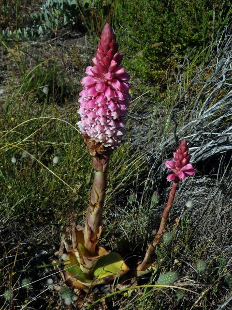 Jazýčkovec (Satyrium carneum (Dryand.) R. Br.)