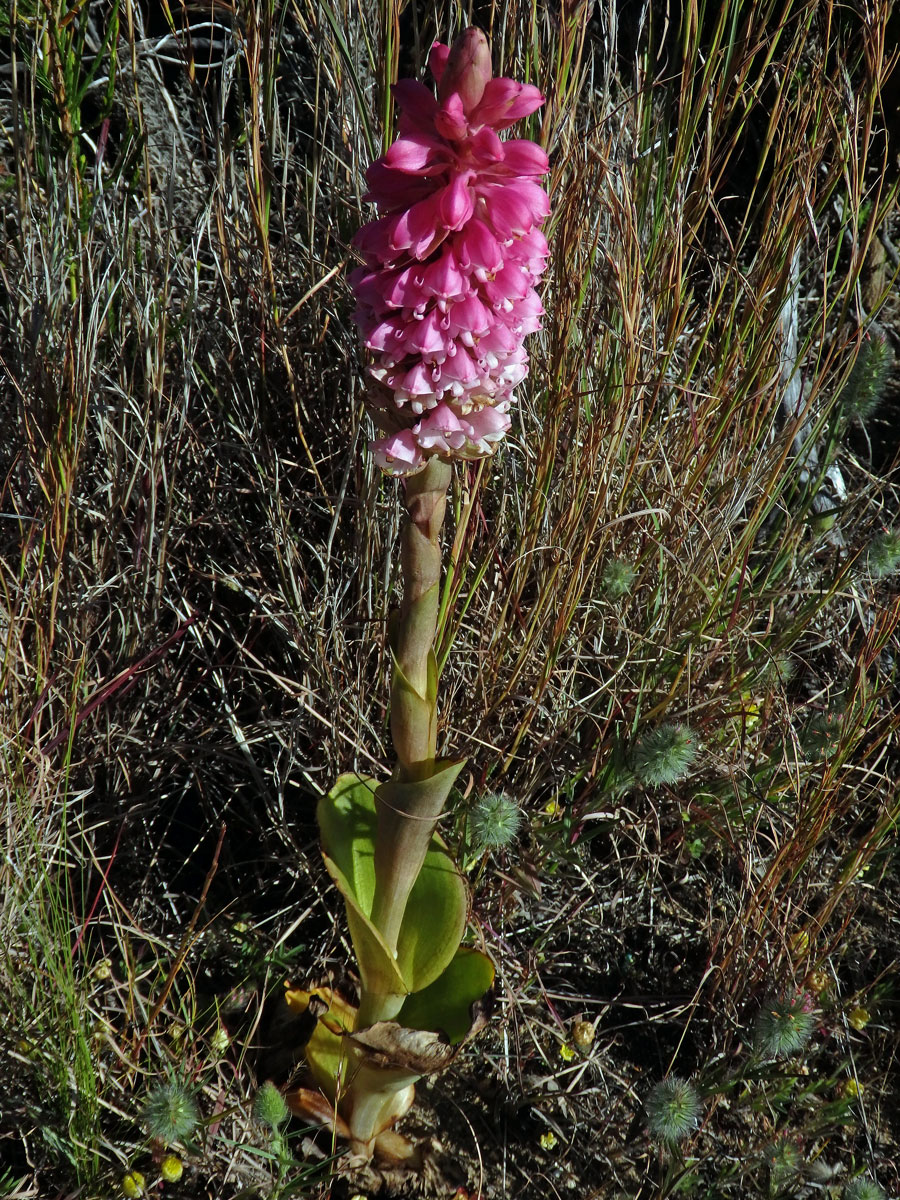 Jazýčkovec (Satyrium carneum (Dryand.) R. Br.)