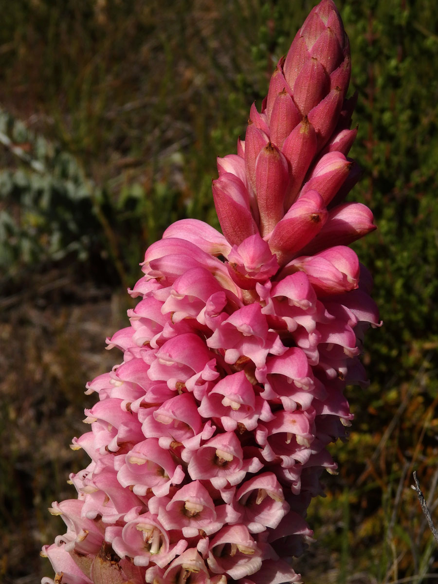 Jazýčkovec (Satyrium carneum (Dryand.) R. Br.)