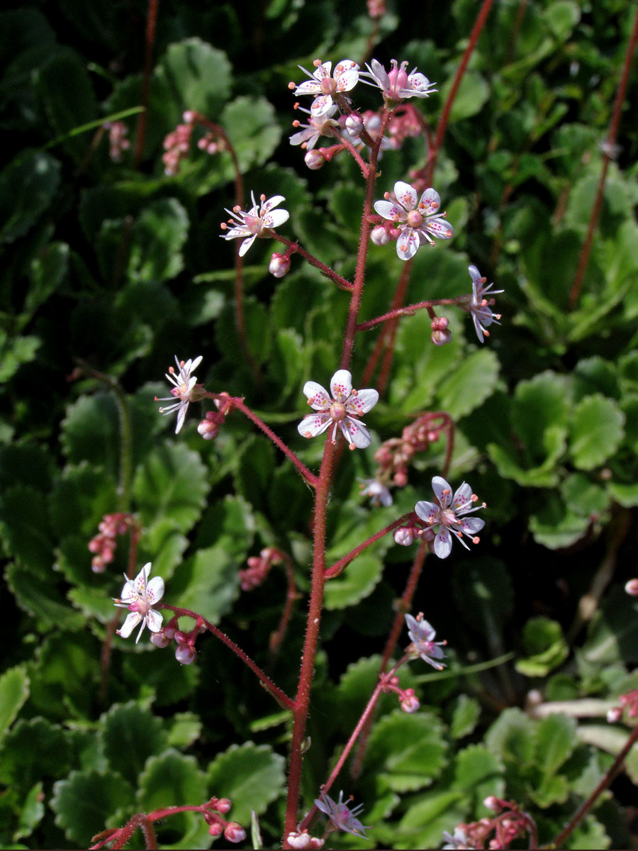 Lomikámen městský (Saxifraga x urbium D. A. Webb)