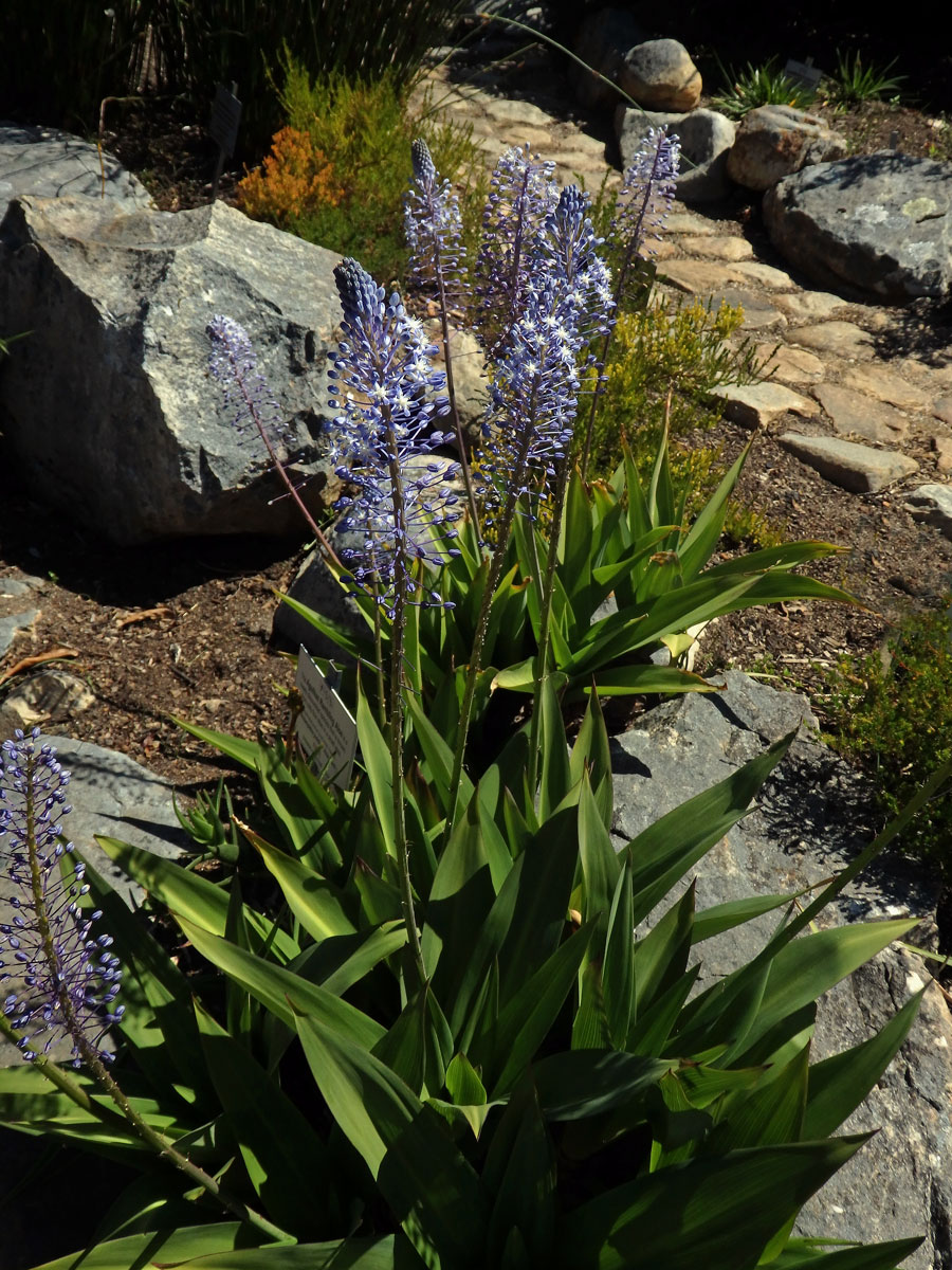 Merwilla plumbea (Lindl.) Speta