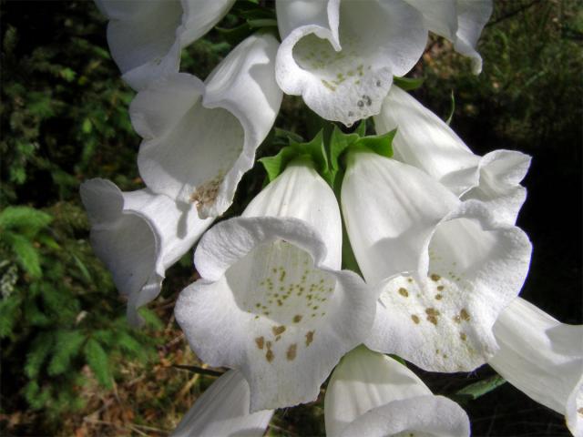 Náprstník červený (Digitalis purpurea L.)