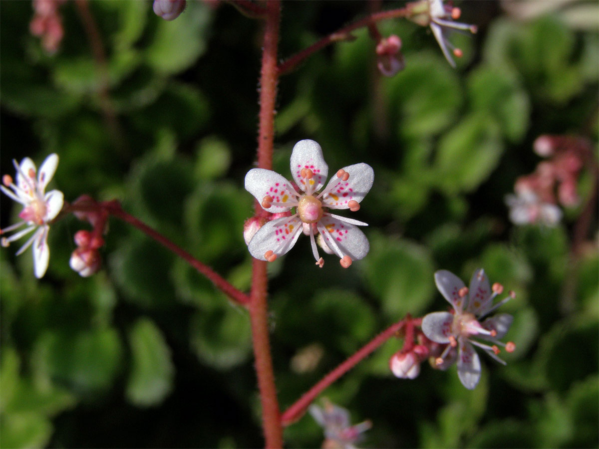 Lomikámen městský (Saxifraga x urbium D. A. Webb)