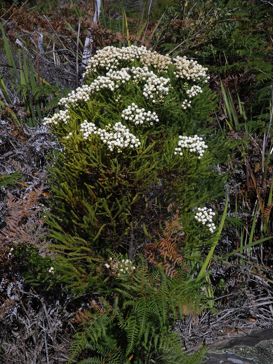 Berzelia lanuginosa (L.) Brongn.