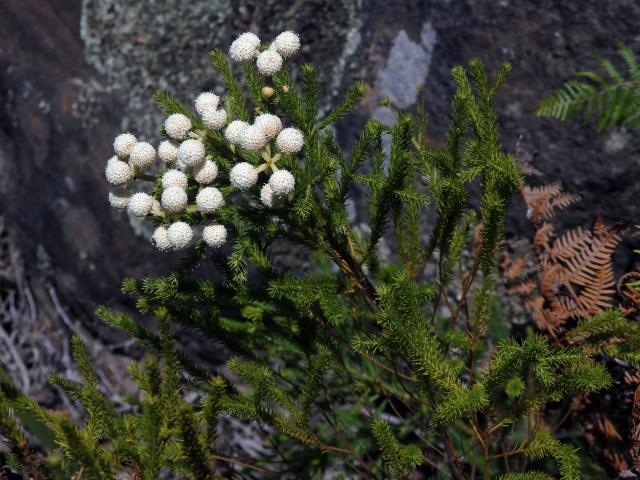 Berzelia lanuginosa (L.) Brongn.