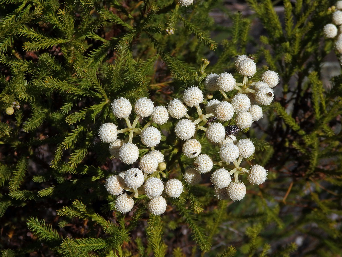 Berzelia lanuginosa (L.) Brongn.