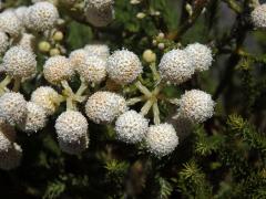 Berzelia lanuginosa (L.) Brongn.