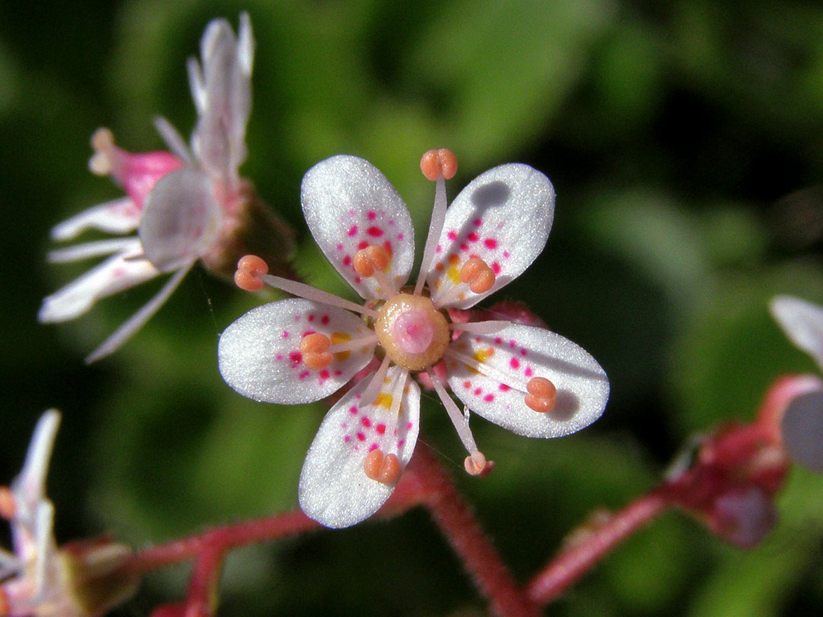 Lomikámen městský (Saxifraga x urbium D. A. Webb)