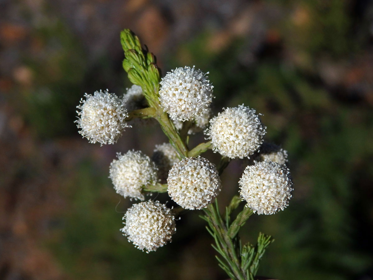 Berzelia lanuginosa (L.) Brongn.