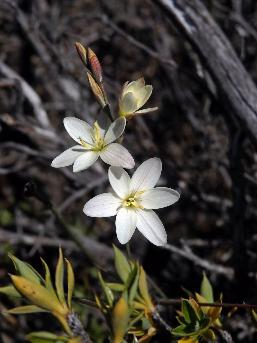 Duhovnice (Ixia orientalis L. Bolus)