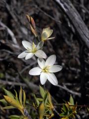 Duhovnice (Ixia orientalis L. Bolus)