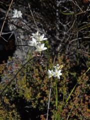 Duhovnice (Ixia orientalis L. Bolus)