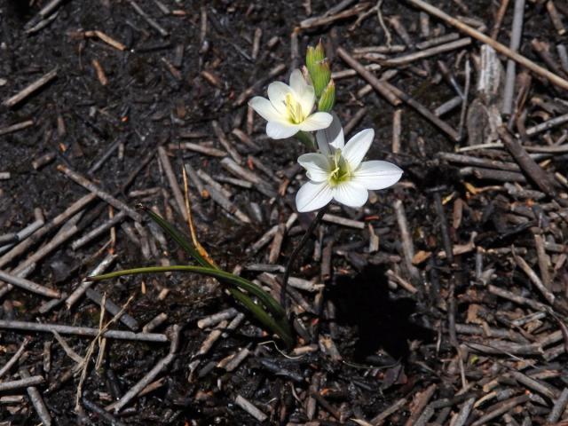 Duhovnice (Ixia orientalis L. Bolus)