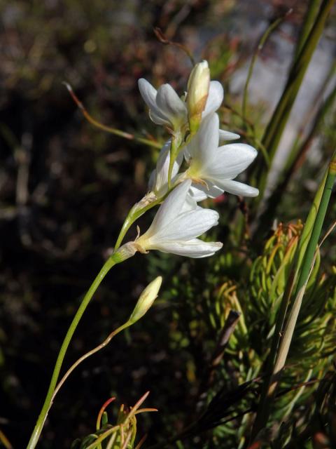 Duhovnice (Ixia orientalis L. Bolus)