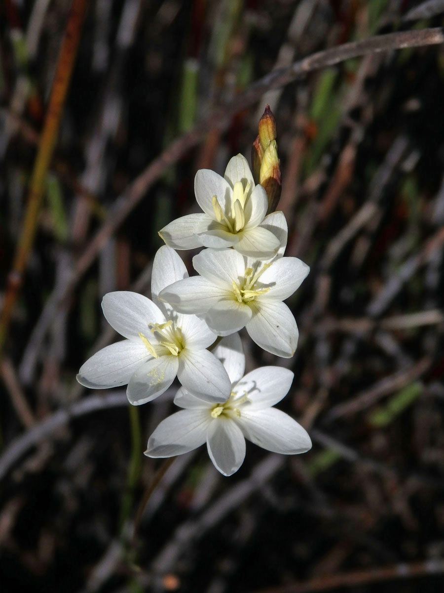 Duhovnice (Ixia orientalis L. Bolus)