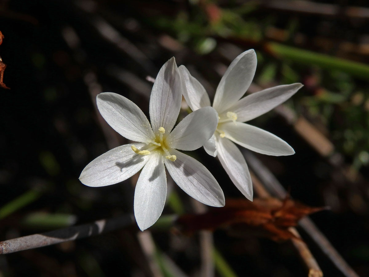 Duhovnice (Ixia orientalis L. Bolus)