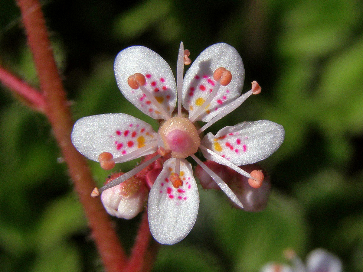 Lomikámen městský (Saxifraga x urbium D. A. Webb)