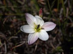 Duhovnice (Ixia orientalis L. Bolus)