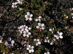 Adenandra uniflora (L.) Willd.