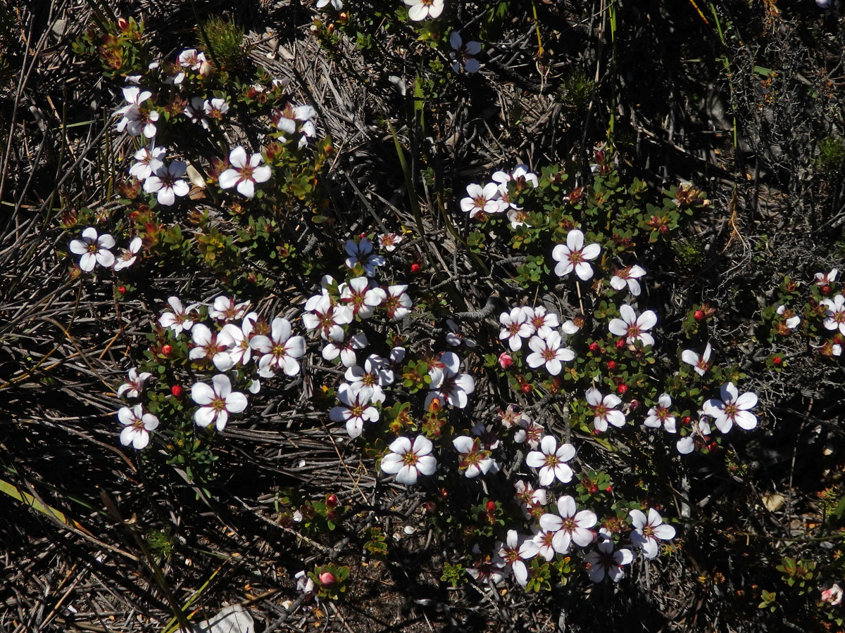 Adenandra uniflora (L.) Willd.