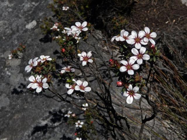 Adenandra uniflora (L.) Willd.