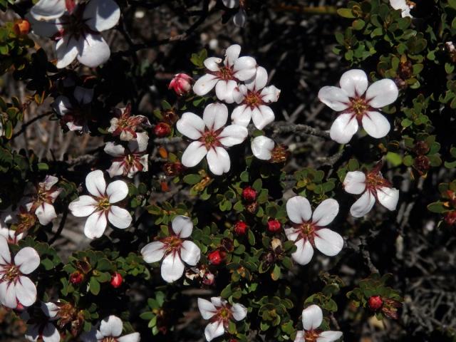 Adenandra uniflora (L.) Willd.