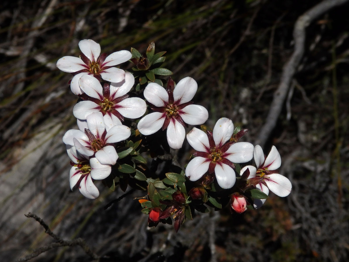 Adenandra uniflora (L.) Willd.