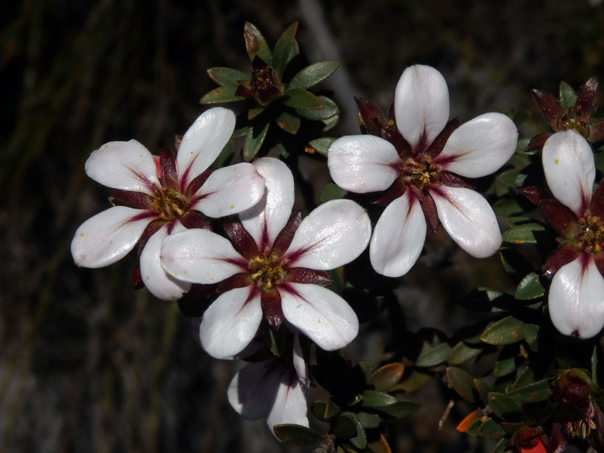 Adenandra uniflora (L.) Willd.