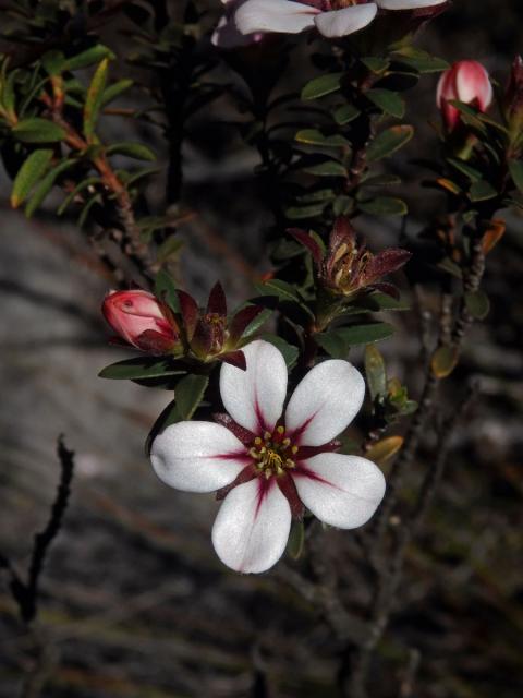 Adenandra uniflora (L.) Willd.