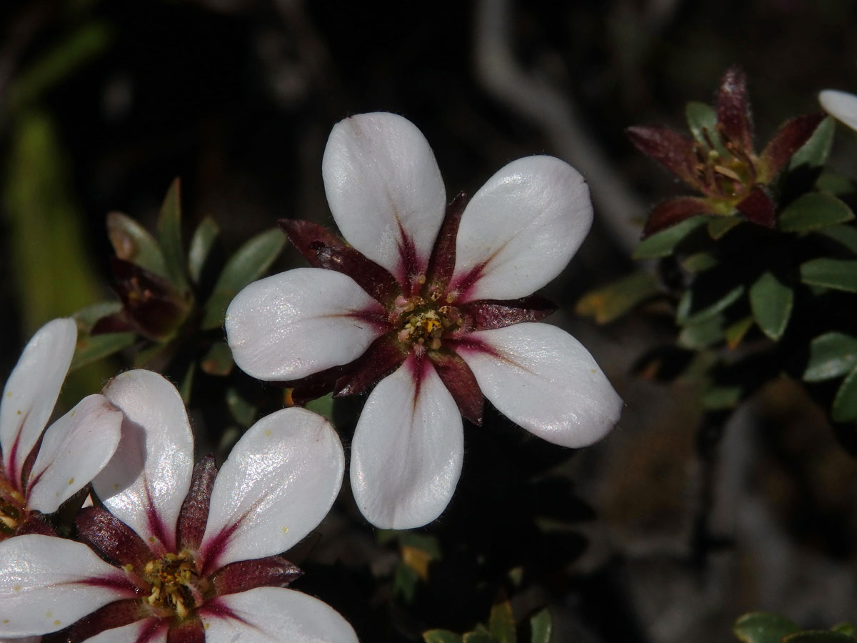 Adenandra uniflora (L.) Willd.